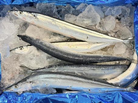 秋刀魚 海鮮,海の幸,食材の写真素材