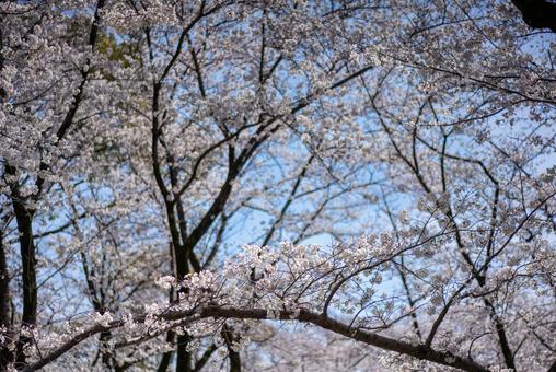 青空に映える満開の桜 桜,さくら,春の写真素材