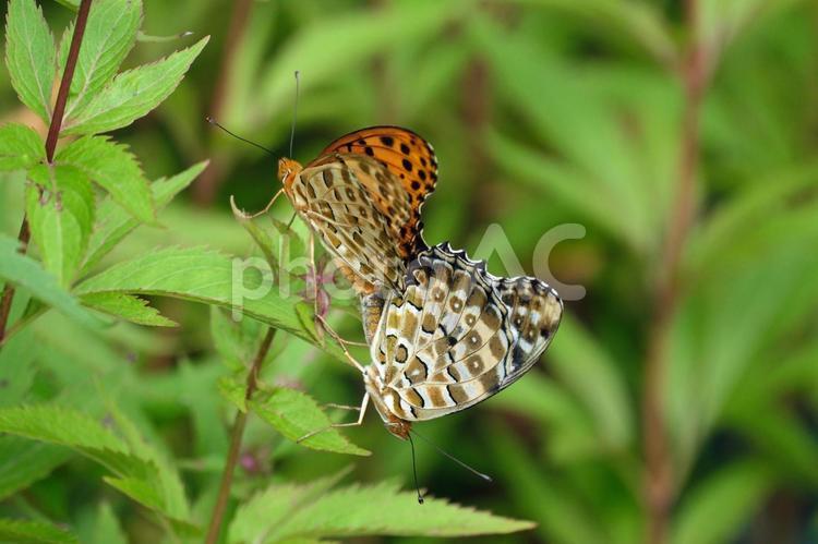 交尾するツマグロヒョウモン ツマグロヒョウモン,褄黒豹紋,タテハチョウの写真素材