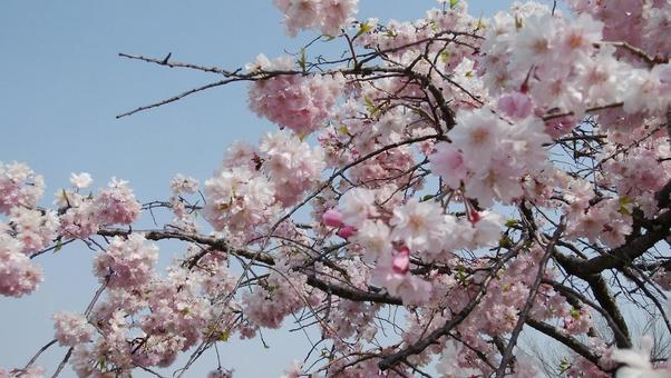 桜の花を近くで撮影 桜の花を近くで撮影 桜,春,木の写真素材