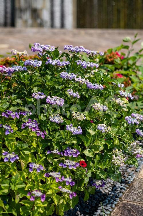 ［長崎県長崎市］グラバー園の紫陽花 長崎,ながさき,長崎市の写真素材
