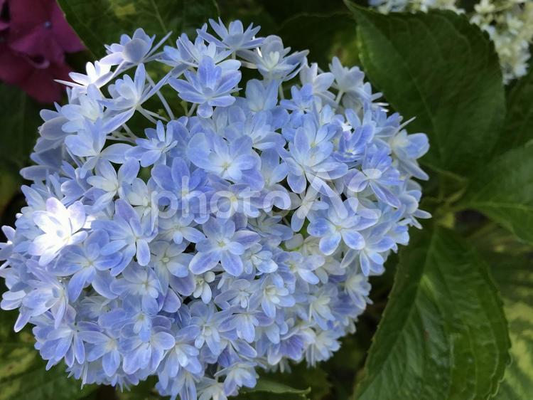 珍しい水色のアジサイ 紫陽花,アジサイ,あじさいの写真素材