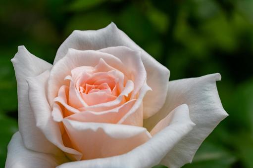 Pale pink rose, JPG Pale pink rose, JPG