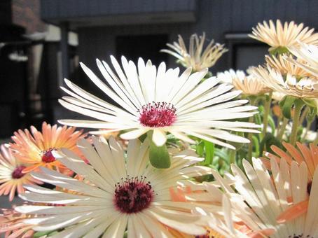 Photo, livingston daisy, macro, a flower, 