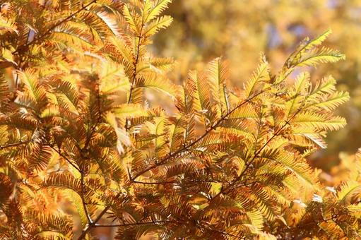 秋の陽射し 秋,陽射し,金色の写真素材