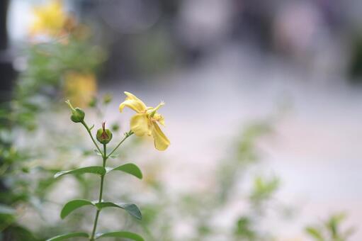 道端の花 道端の花の写真