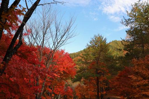 紅葉　長野県　もみじ湖 秋,モミジ,木漏れ日の写真素材