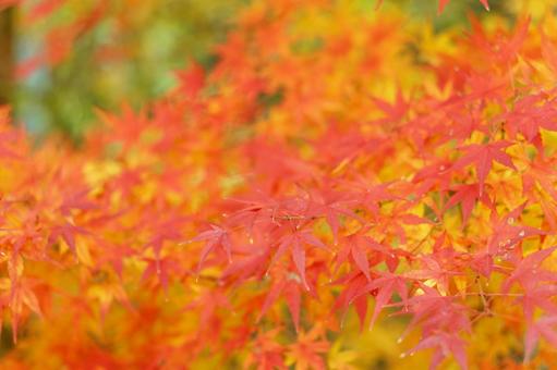 秋の紅葉の背景 秋の紅葉の背景の写真