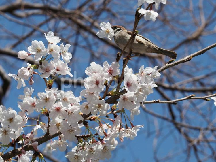 サクラを咥えたスズメ 桜,さくら,サクラの写真素材