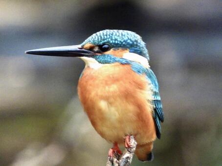 Kingfisher clinging to a fallen tree, JPG Kingfisher clinging to a fallen tree, JPG