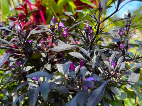秋の植物 秋の植物 秋,植物,アップの写真素材