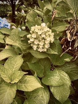 あじさい 1 あじさい 1の写真