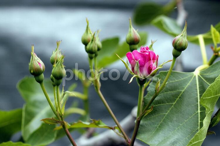 美しさを競うバラ 植物,明るい,花の写真素材