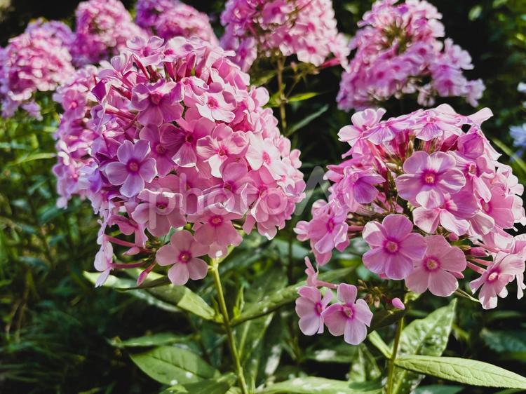 宿根フロックス：ピンク色、満開、日差し 宿根フロックス,花,ピンクの写真素材