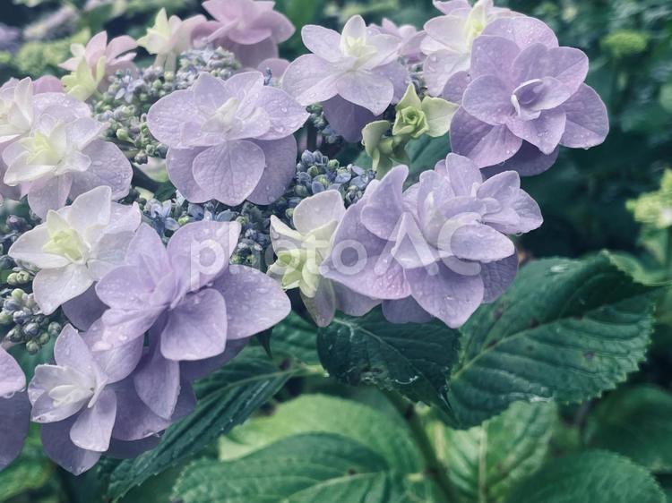 雨に濡れる淡い色の紫陽花 あじさい,梅雨,雨の写真素材