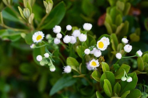 緑に映える白い小花の群れ① 花,小花,白い花の写真素材