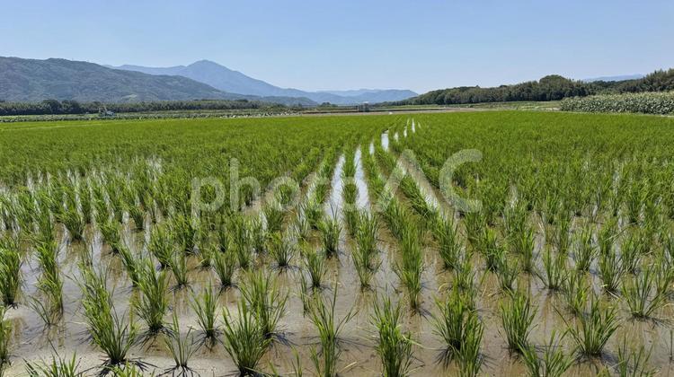 田んぼ４ 田んぼ,田植え,稲の写真素材