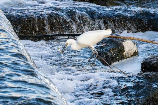 コサギの狩り⒇ 鳥,コサギ,狩りの写真素材