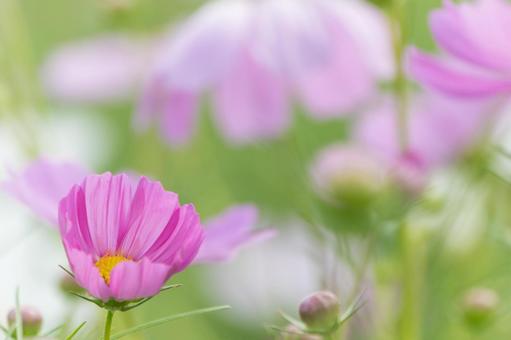 咲きはじめたコスモスの花 咲きはじめたコスモスの花の写真