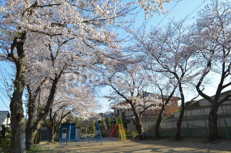 公園の遊具と桜 桜,公園,ソメイヨシノの写真素材