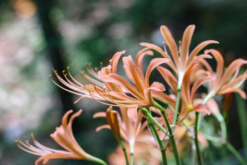 Photo, great fox razor, flower, razor of the great fox, 