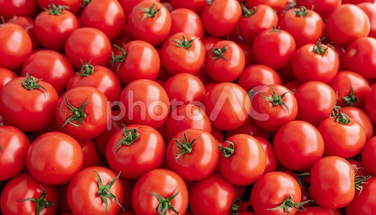 たくさんのミニトマト トマト,野菜,ミニトマトの写真素材