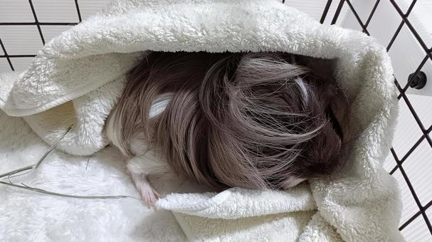 休憩中のモルモット モルモット,ペット,シェルティの写真素材