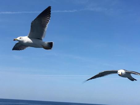 かもめ かもめ かもめ,鳥,海の写真素材