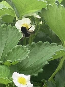 蜂 蜂の写真
