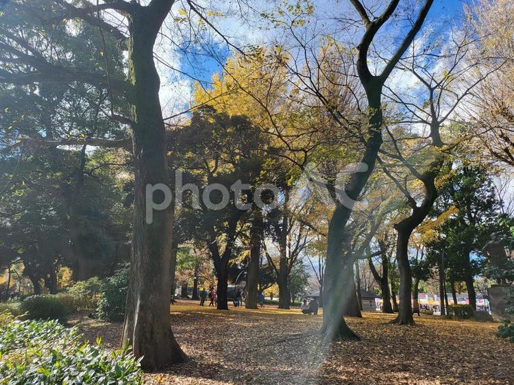代々木の自然 自然,いちょう,木の写真素材