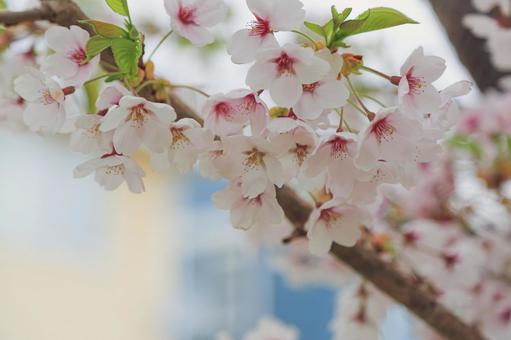 北海道の桜 さくら,ピンク,壁紙の写真素材