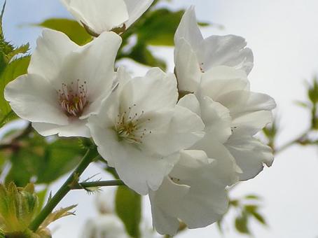 さくらのボケ背景-15 背景,ボケ,さくらの写真素材