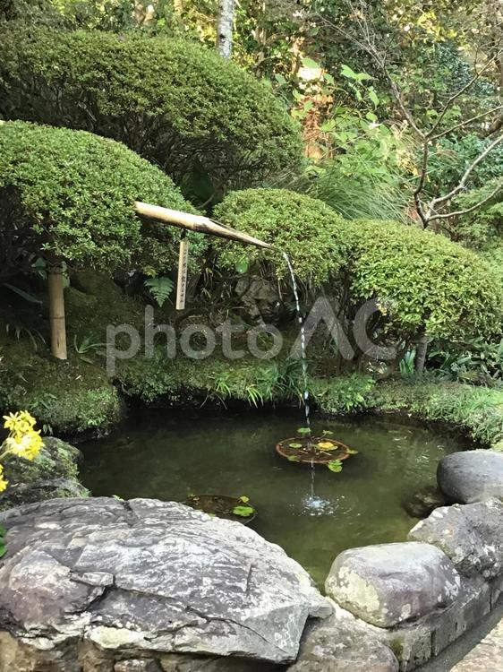 鎌倉・報国寺の日本庭園 報国寺,鎌倉,寺院の写真素材