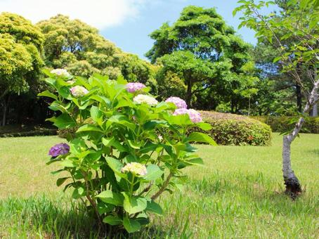 日本の花 日本の花の写真