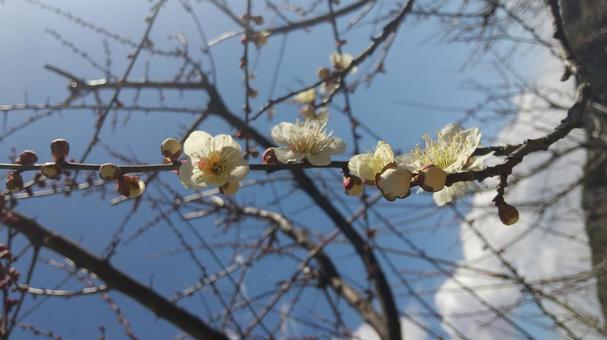 梅の花 梅の花の写真