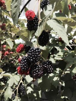 blackberries, JPG