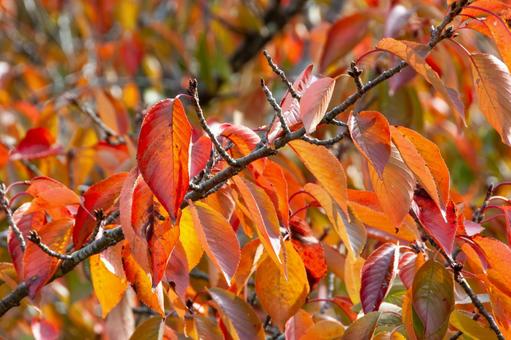 秋深まる紅葉した桜の葉 秋深まる紅葉した桜の葉の写真