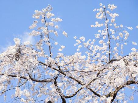 桜の花と青空 桜の花と青空の写真