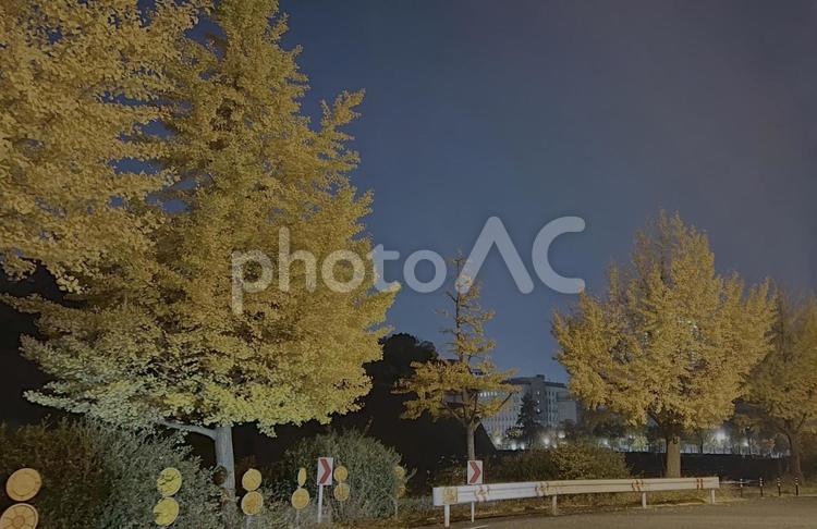 夜の銀杏並木 イチョウ,公孫樹,銀杏の写真素材