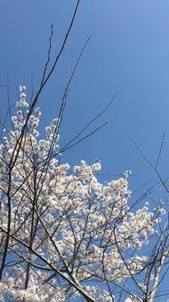 桜を見上げる 桜を見上げるの写真