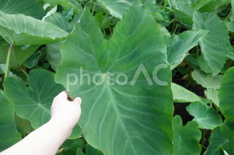 さといもの葉に触れる さといも,さといもの葉,葉の写真素材