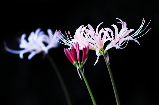 Black background and red and white spider lilies, JPG Black background and red and white spider lilies, JPG