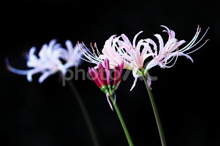 黒バックと赤と白の彼岸花 彼岸花,花,植物の写真素材