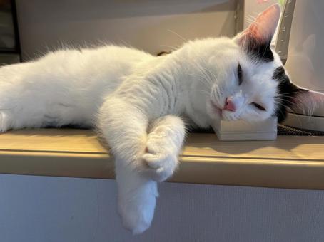 猫 猫の写真