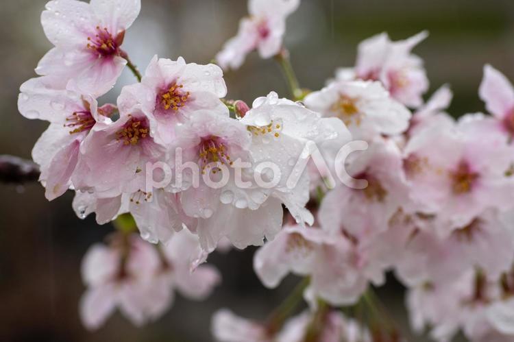 桜と雨の雫５ 桜,さくら,サクラの写真素材