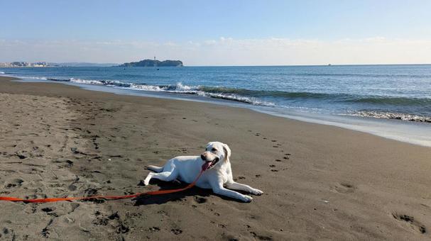 大型犬と辻堂海岸で散歩 ラブラドール,犬,海の写真素材