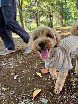 マルプー　けんけん 犬,かわいい,マルプーの写真素材