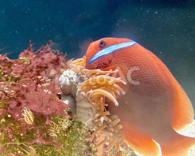 ハマクマノミとイソギンチャク ハマクマノミ,クマノミ,イソギンチャクの写真素材