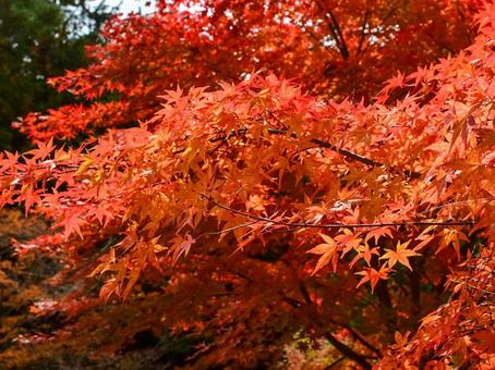 モミジの紅葉の写真