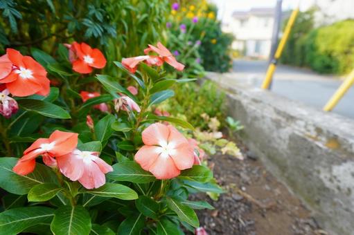 野花 花,木,広場の写真素材